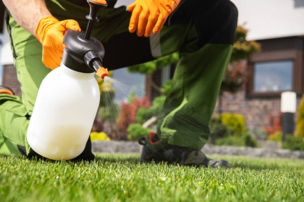 Best Mosquito Control Services  in Bald Kno, AR