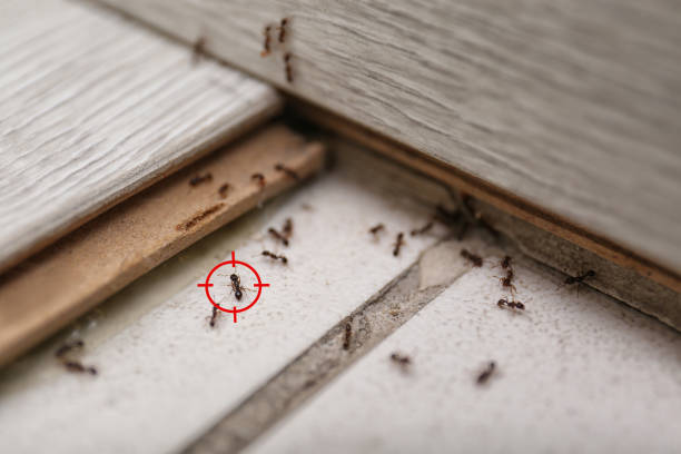 Best Spider Control Near Me  in Bald Kno, AR