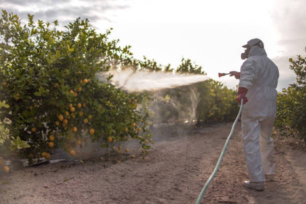 Best Best Pest Control Companies  in Bald Kno, AR