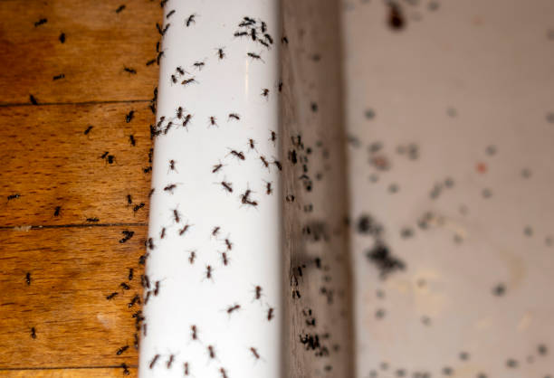 Best Best Pest Control Near Me  in Bald Kno, AR