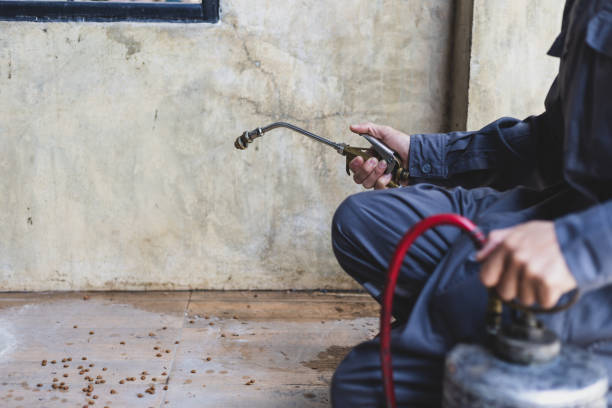 Best Pest Removal Services  in Bald Kno, AR